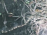 Sample 6 – Water snake