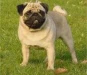 Sample 5 – Pug