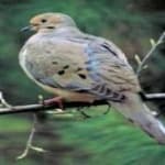 Sample 1 – Mourning dove