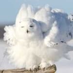 Sample 2 – Snowy owl