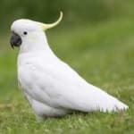 Sample 3 – Cockatoo