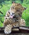 Sample of Jaguar car