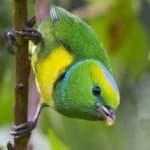 Sample 5 – Golden chlorophonia
