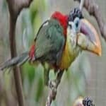 Sample 4 – Curl crested aracuri