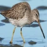 Sample 2 – Short billed dowitcher
