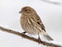 Sample 1 – Finch