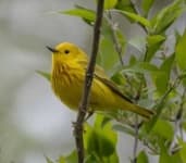 Sample 1 – Warbler