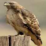 Sample 3 – Red tailed hawk