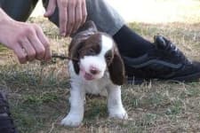 Sample 6 – English springer