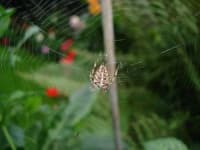 Sample 2 – Garden spider