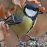 Sample of Parus major