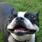 Sample 2 – Bulldog