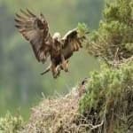 Sample 1 – Golden eagle