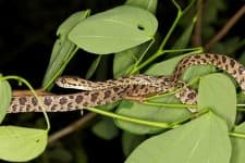 Sample 4 – Night snake
