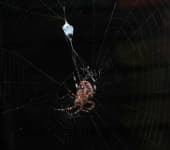 Sample 2 – Barn spider