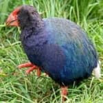 Sample 2 – Takahe
