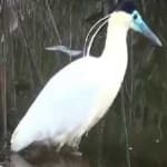 Sample 5 – Capped heron