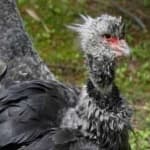 Sample 2 – Wattled curassow