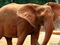 Sample 2 – African elephant