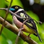 Sample 2 – Black yellow broadbill