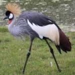 Sample 3 – African crowned crane