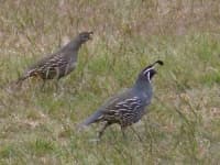 Sample 1 – Quail