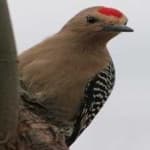Sample 1 – Gila woodpecker
