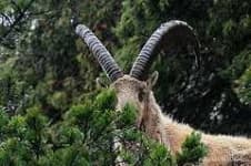Sample 2 – Ibex