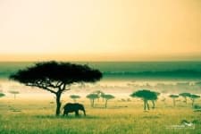 Sample 4 – Savanna