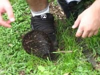 Sample 4 – Echidna