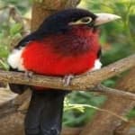 Sample 2 – Bearded barbet