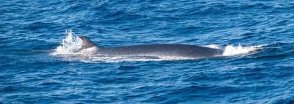 Sample 4 – Whale