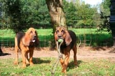 Sample 1 – Bloodhound