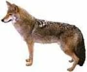 Sample 5 – Coyote