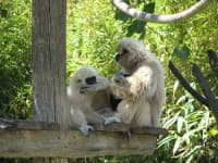 Sample 2 – Gibbon