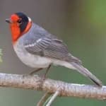 Sample 2 – Red faced warbler