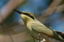 Sample 2 – Bee eater