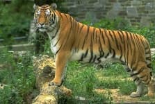 Sample 6 – Tiger