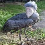 Sample 3 – Shoebill