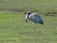 Sample 3 – Spoonbill