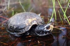 Sample 1 – Mud turtle