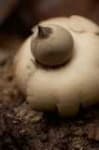Sample 3 – Earthstar