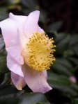 Sample 2 – Camellia
