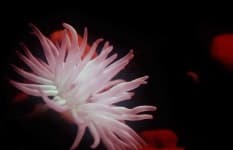 Sample 6 – Sea anemone
