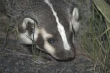 Sample 3 – Badger