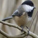 Sample 6 – Black capped chickadee