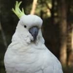 Sample 1 – Cockatoo