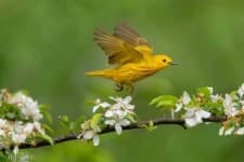 Sample 2 – Warbler