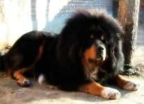 Sample 5 – Tibetan mastiff