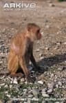 Sample 4 – Macaque